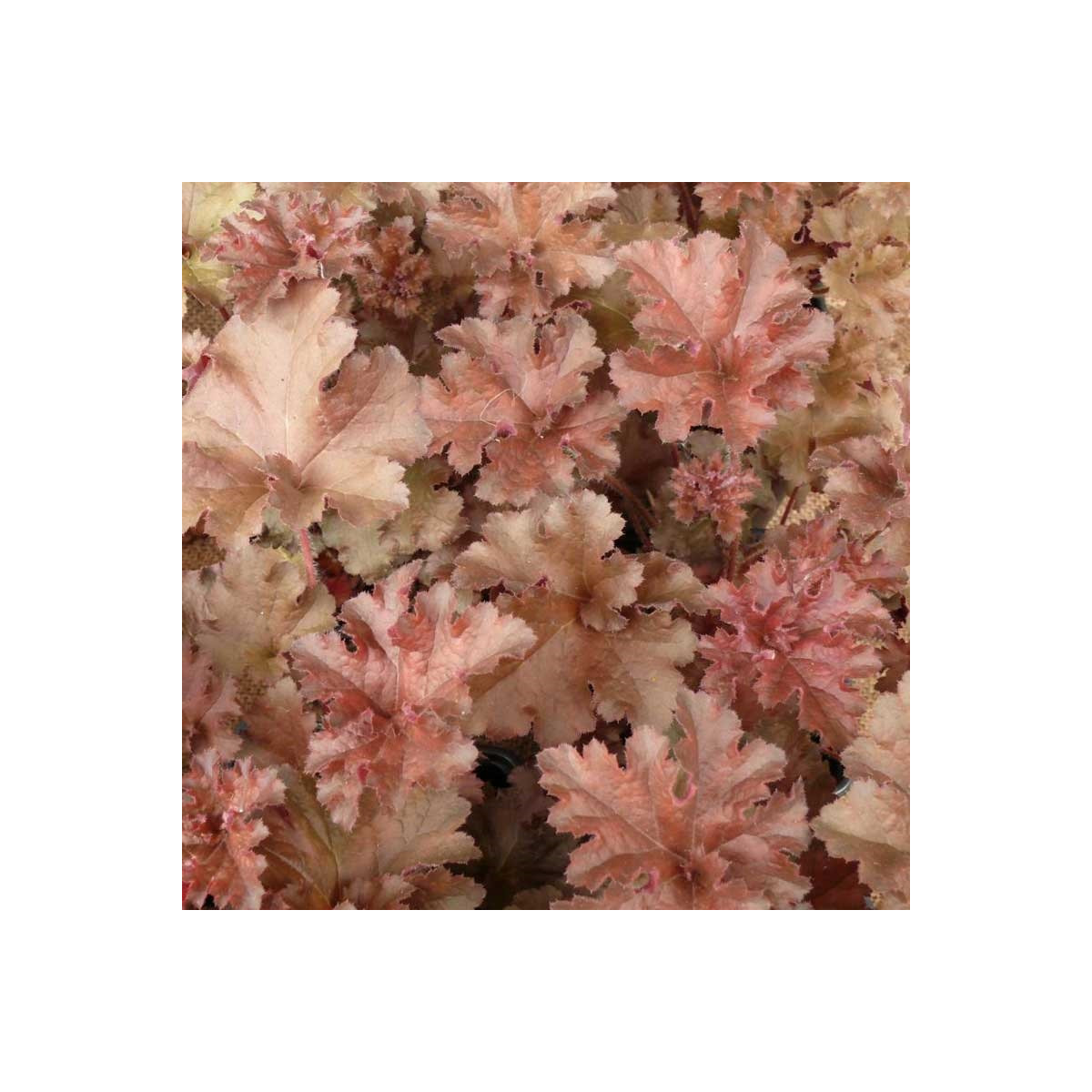 Dlužicha Cappuccino - Heuchera - prodej prostokořenných sazenic - 1 ks