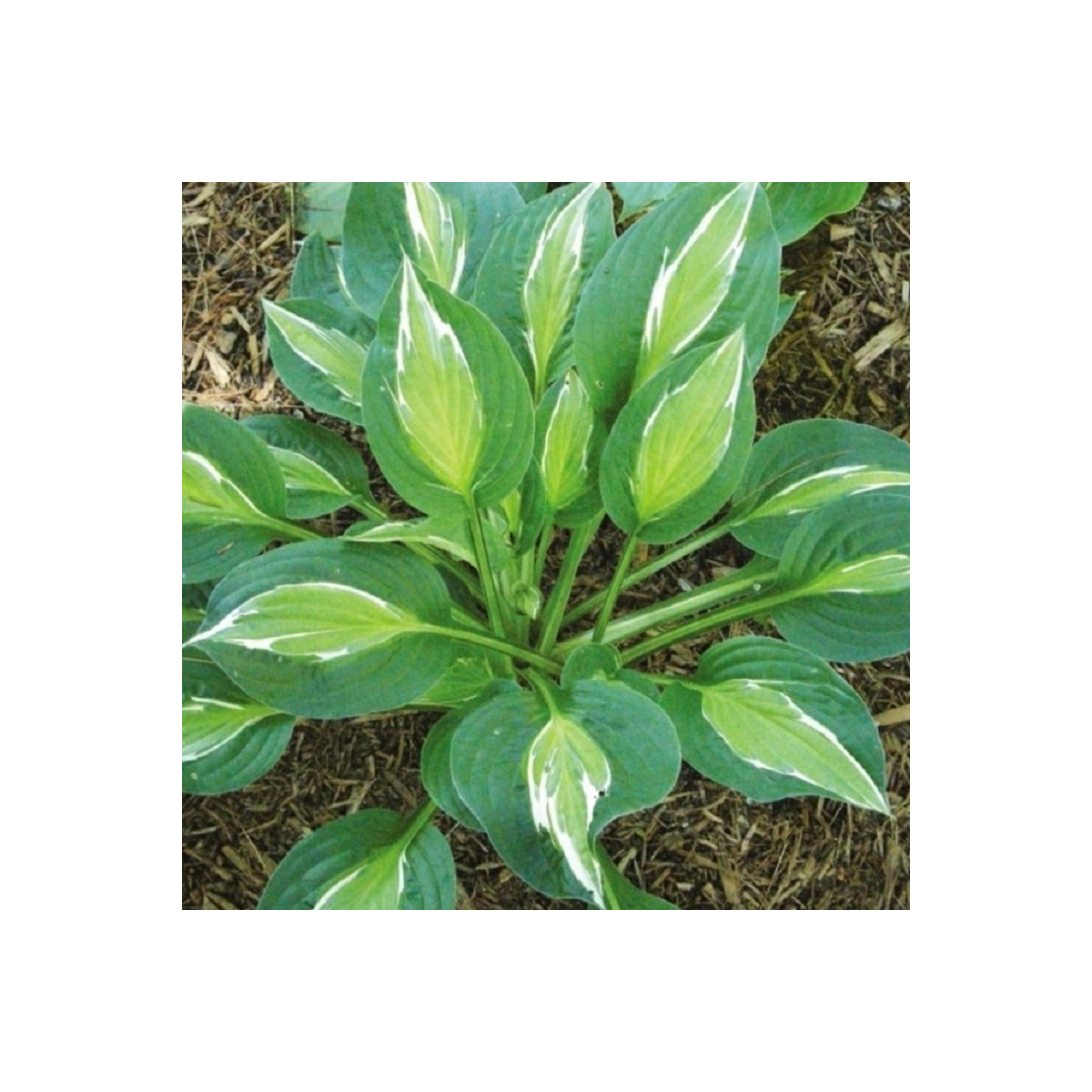 Bohyška - Hosta Snake Eyes - prodej cibulovin - 1 ks
