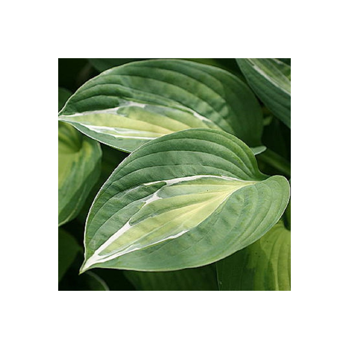 Bohyška - Hosta Snake Eyes - prodej cibulovin - 1 ks