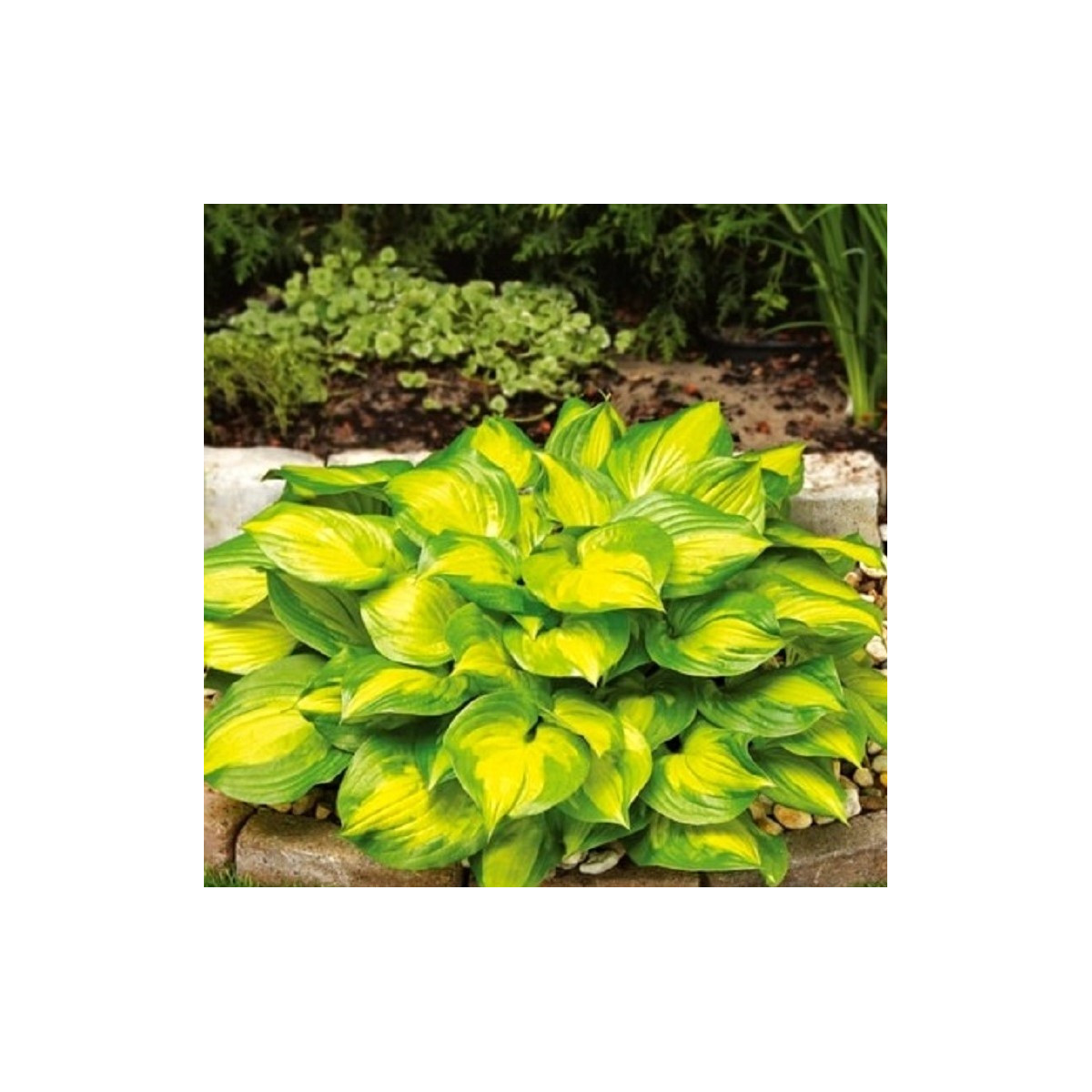 Bohyška - Hosta Banana Bay - prodej cibulovin - 1 ks