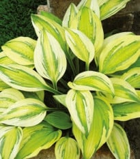 Bohyška - Hosta Captains Adventure - prodej cibulovin - 1 ks