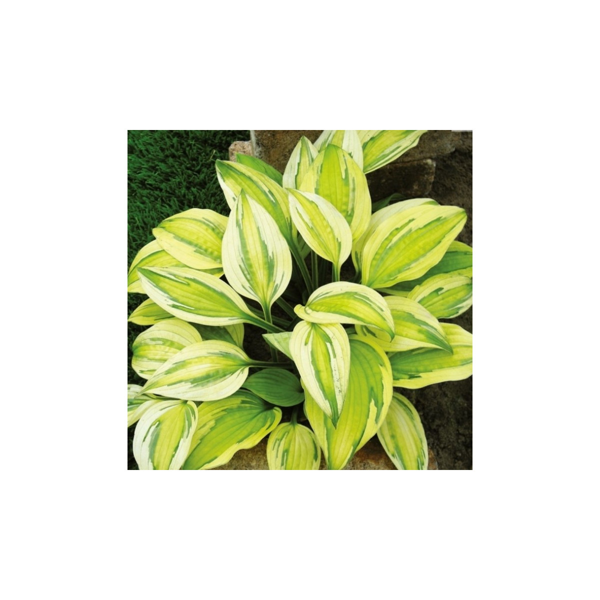 Bohyška - Hosta Captains Adventure - prodej cibulovin - 1 ks