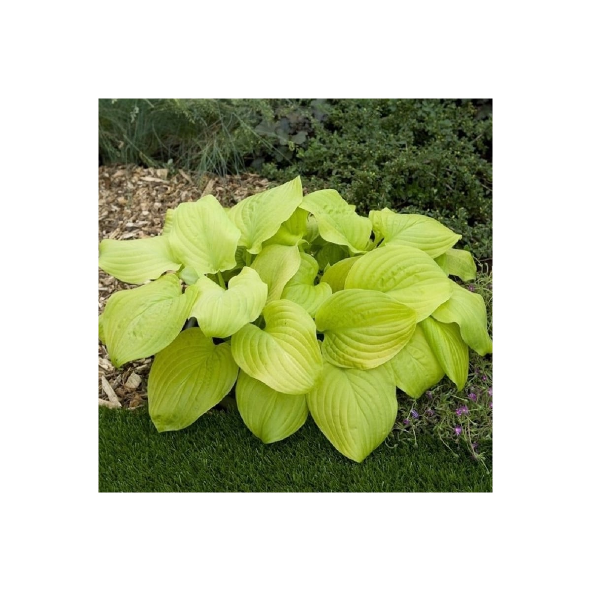 Bohyška - Hosta Tortilla Chip - prodej cibulovin - 1 ks