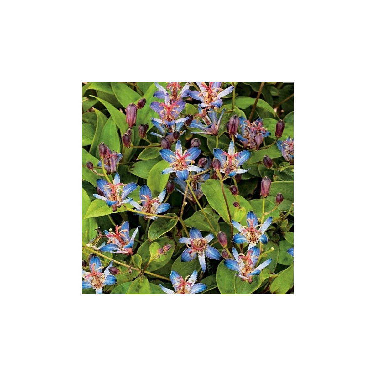 Liliovka srstnatá Tojen - Tricyrtis hirta - prodej prostokořenných sazenic - 1 ks