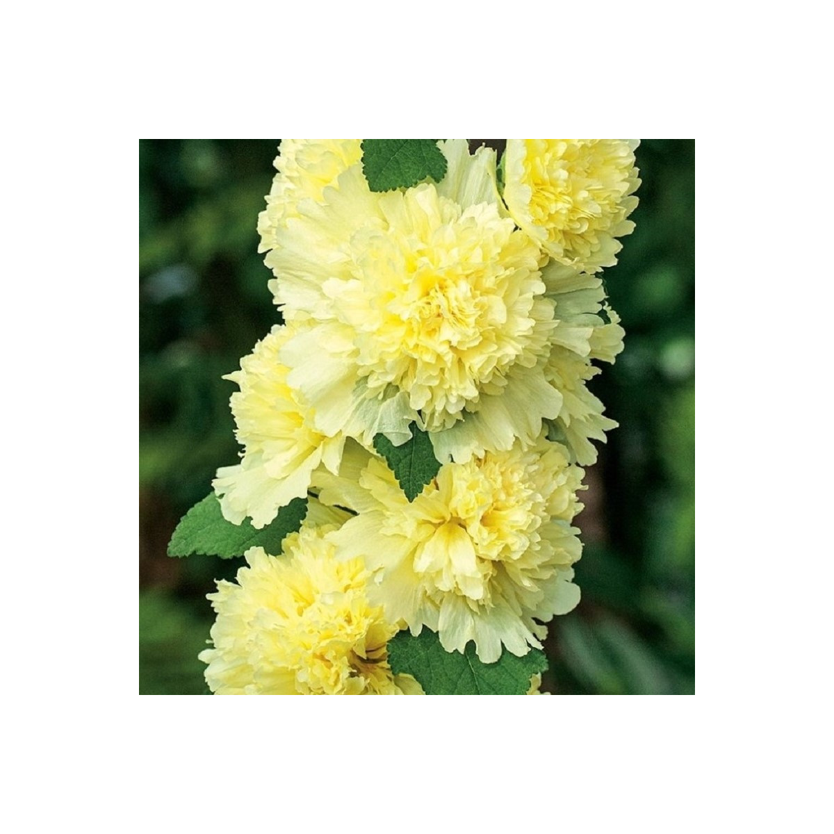 Topolovka Spring Celebrities Lemon - Alcea - prodej prostokořenných sazenic - 1 ks