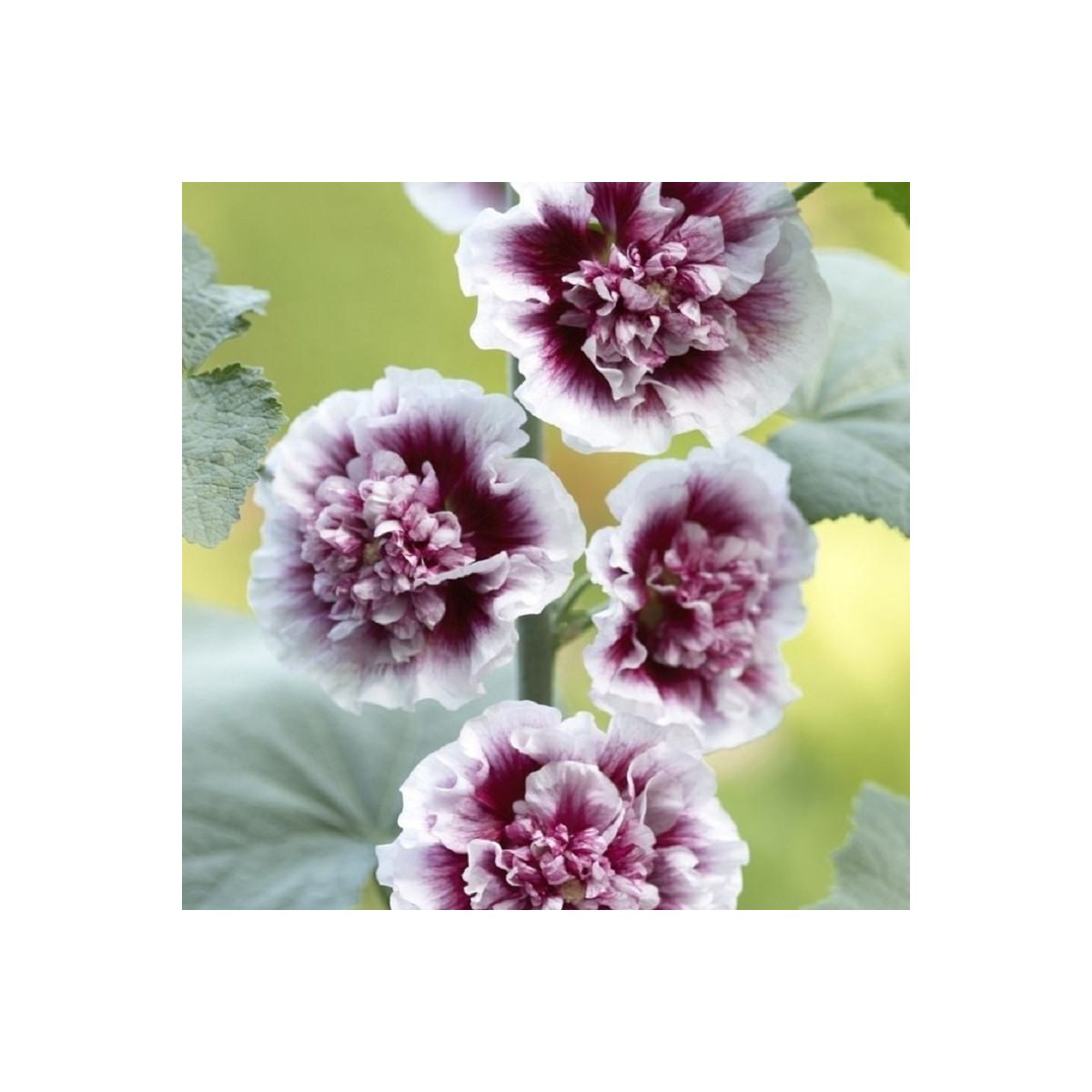 Topolovka Creme de Casis - Alcea - prodej prostokořenných sazenic - 1 ks