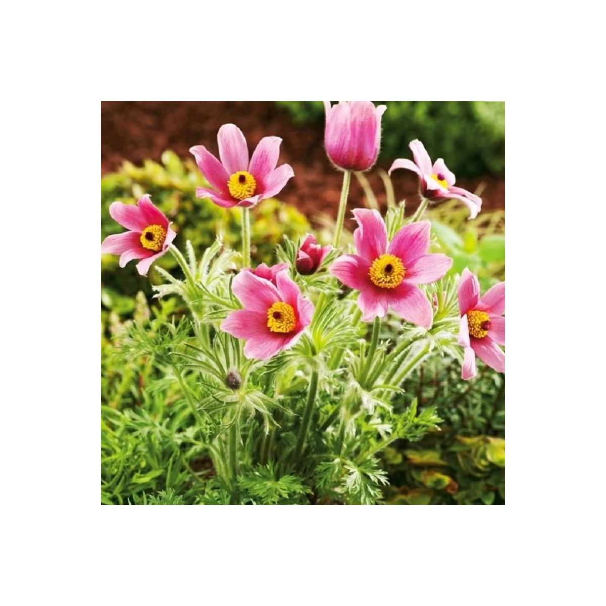 Koniklec růžový - Pulsatilla - prodej prostokořenných sazenic - 1 ks