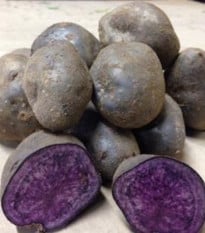 Sadbové brambory Blue Congo - Solanum tuberosum - prodej sadby - 5 ks