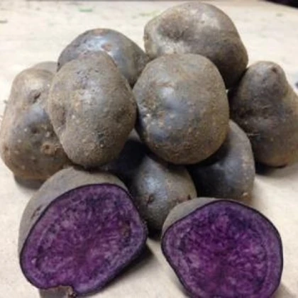 Sadbové brambory Blue Congo - Solanum tuberosum - prodej sadby - 5 ks