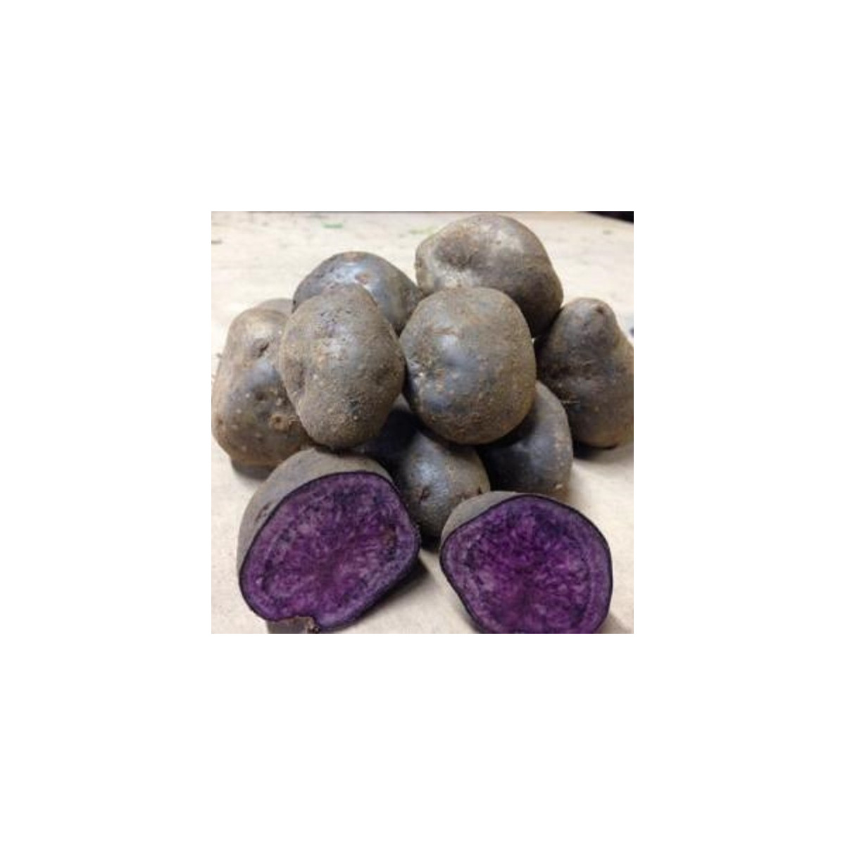 Sadbové brambory Blue Congo - Solanum tuberosum - prodej sadby - 5 ks