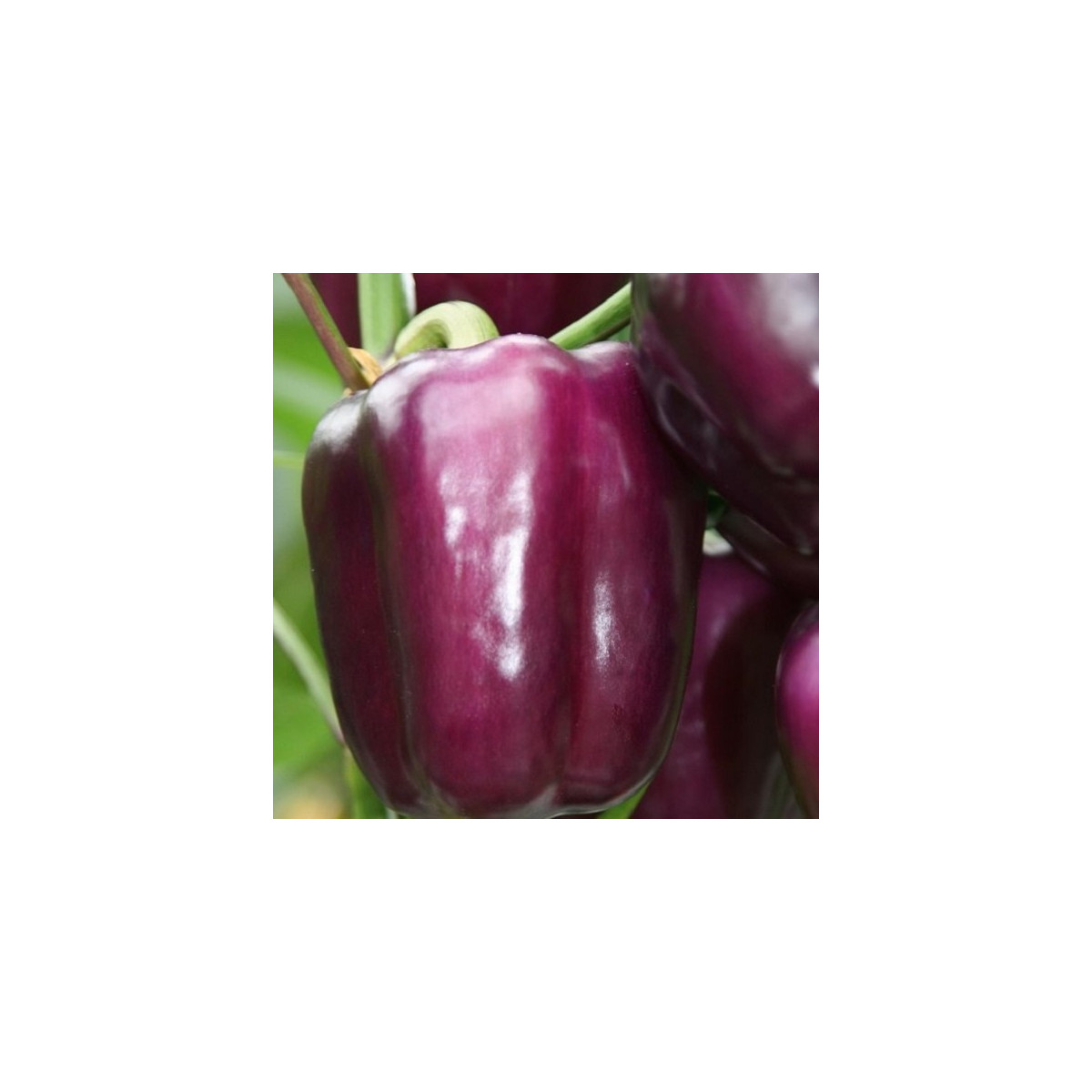 Paprika Beluga Lilac F1 - Capsicum annuum - prodej semen - 6 ks
