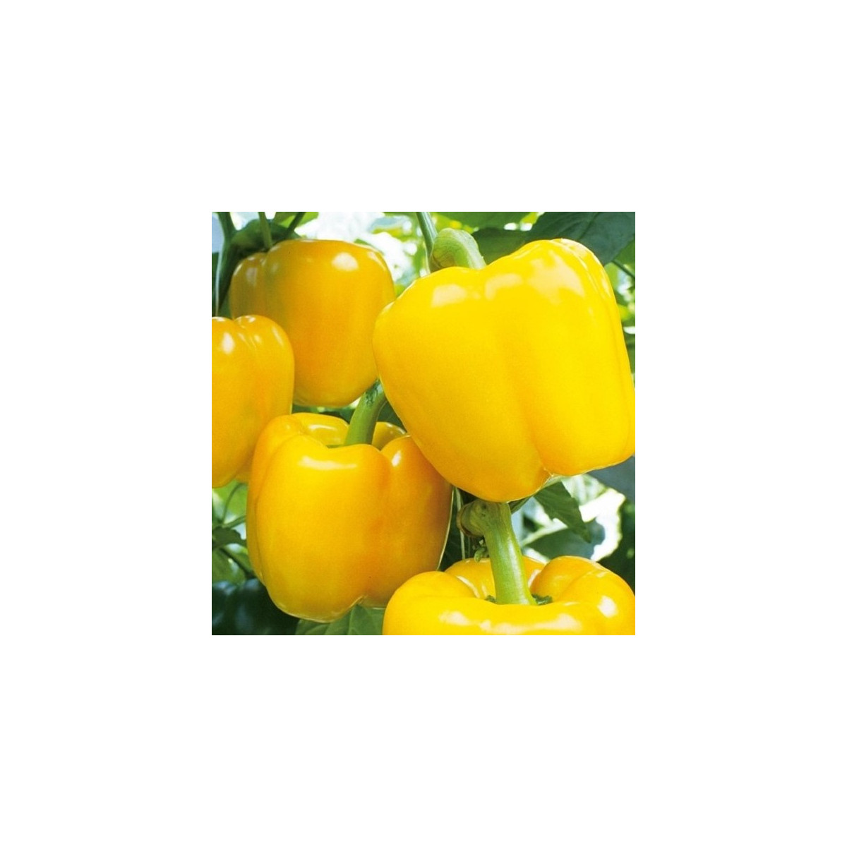 Paprika Beluga Yellow F1 - Capsicum annuum - prodej semen - 5 ks