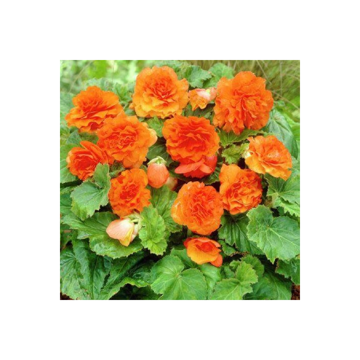 Begónie Nonstop F1 Orange - Begonia tuberhybrida - prodej semen - 20 ks