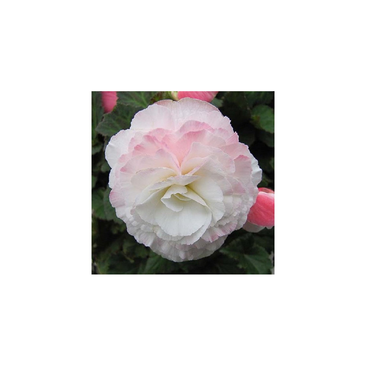 Begónie Nonstop F1 Appleblossom - Begonia tuberhybrida - prodej semen - 20 ks