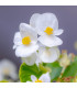 Begónie Superstar F1 White - Begonia semperflorens - prodej semen - 20 ks