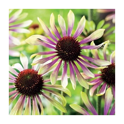 Třapatkovka Green Twister - Echinacea purpurea - prodej prostokořenných sazenic - 1 ks