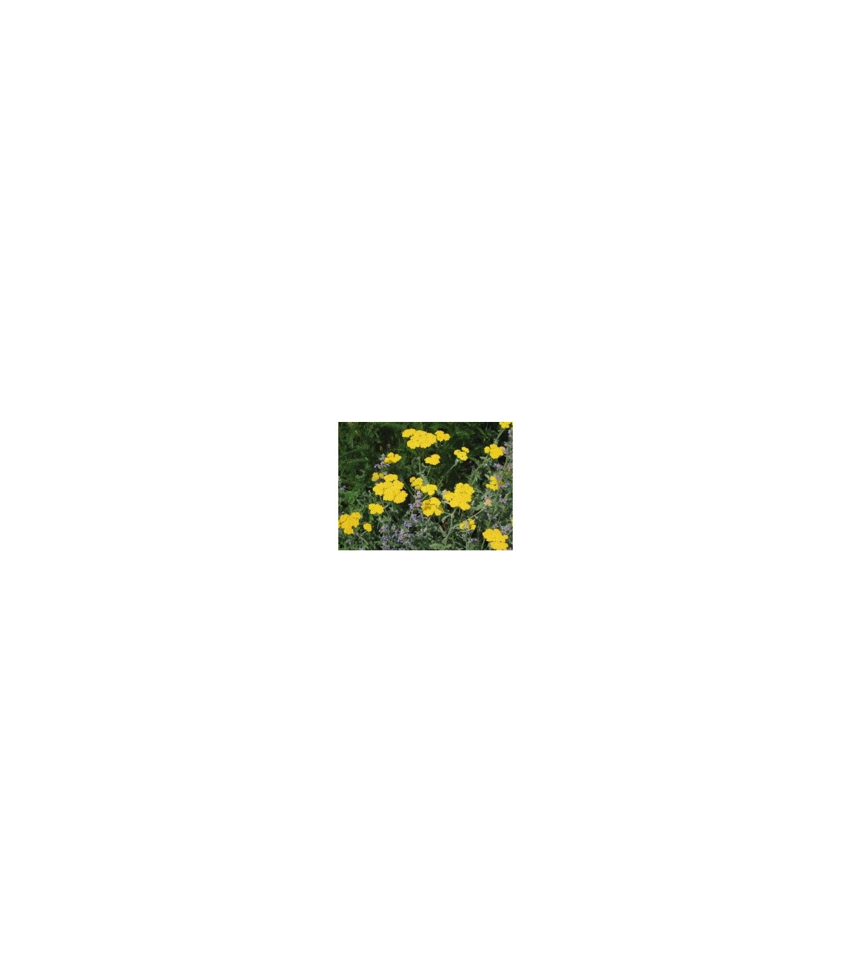 Řebříček obecný Cerise Queen - Achillea millefolium - semena Řebříčku - 0,5 gr