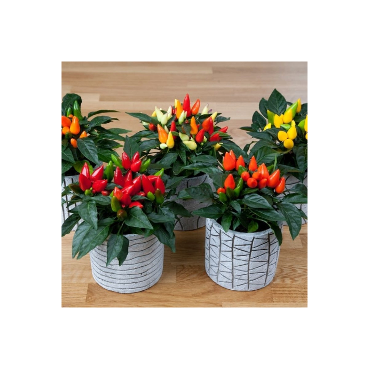 Okrasná paprika Salsa Mix - Capsicum annuum - prodej semen - 7 ks