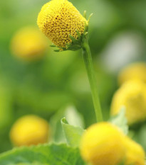 Plamatka zelná Homer - Spilanthes oleracea - prodej semen - 60 ks