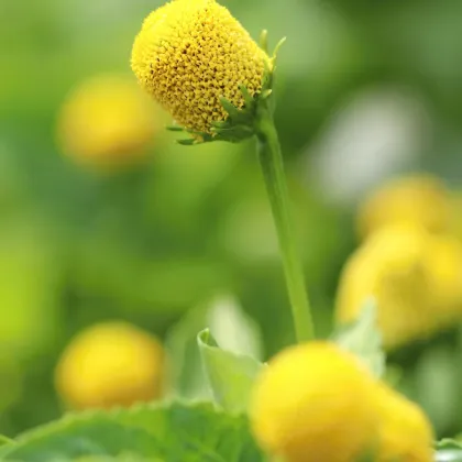 Plamatka zelná Homer - Spilanthes oleracea - prodej semen - 60 ks