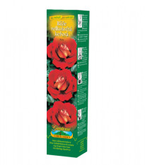 Růže velkokvětá keřová červenožlutá - Rosa - prodej prostokořenných sazenic - 1 ks