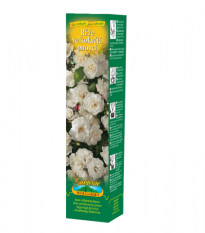 Růže velkokvětá pnoucí bílá - Rosa - prodej prostokořenných sazenic - 1 ks