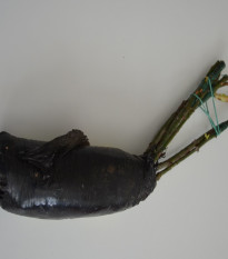 Růže záhonová tmavě růžová - Rosa - prodej prostokořenných sazenic - 1 ks