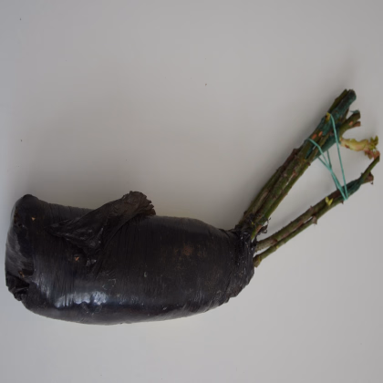 Růže záhonová tmavě růžová - Rosa - prodej prostokořenných sazenic - 1 ks