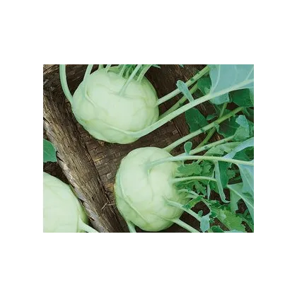 Kedluben bílý Lanro - Brassica oleracea - prodej semen - 1 gr