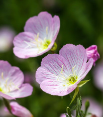 Pupalka růžová kobercová - Oenothera speciosa - prodej semen - 50 ks