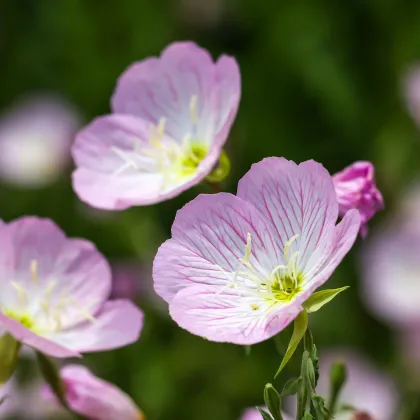 Pupalka růžová kobercová - Oenothera speciosa - prodej semen - 50 ks