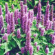 Agastache mexická Bavaria - Agastache mexicana - prodej semen - 30 ks