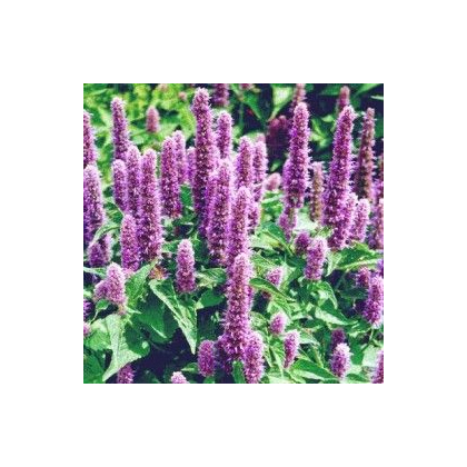 Agastache mexická Bavaria - Agastache mexicana - prodej semen - 30 ks
