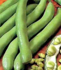 BIO Bob Hangdown - Vicia faba - bio prodej semen - 20 ks