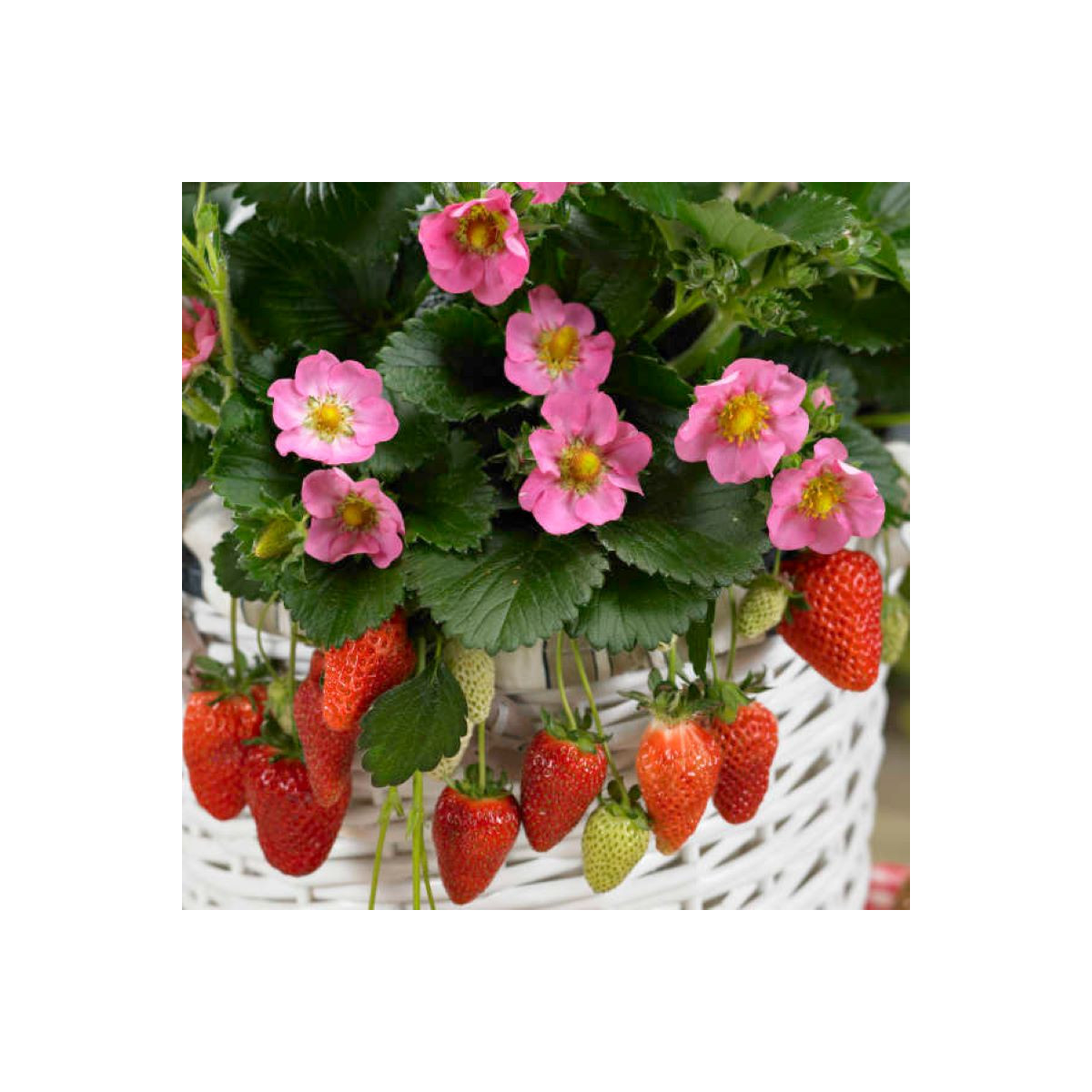 Jahodník stáleplodící Gasana F1 - Fragaria ananassa - prodej semen - 10 ks