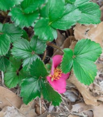 Jahodník stáleplodící Ariba Deep Rose F1 - Fragaria ananassa - prodej semen - 10 ks