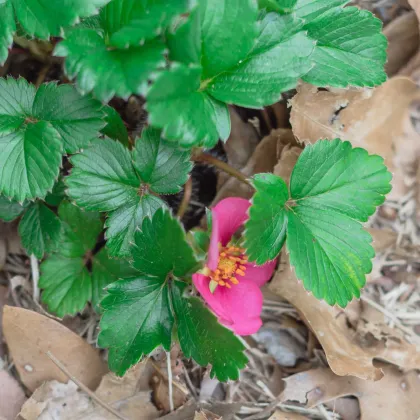 Jahodník stáleplodící Ariba Deep Rose F1 - Fragaria ananassa - prodej semen - 10 ks