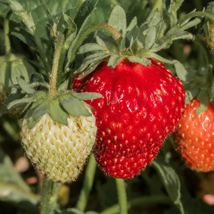 Jahodník stáleplodící Ariba Deep Rose F1 - Fragaria ananassa - prodej semen - 10 ks