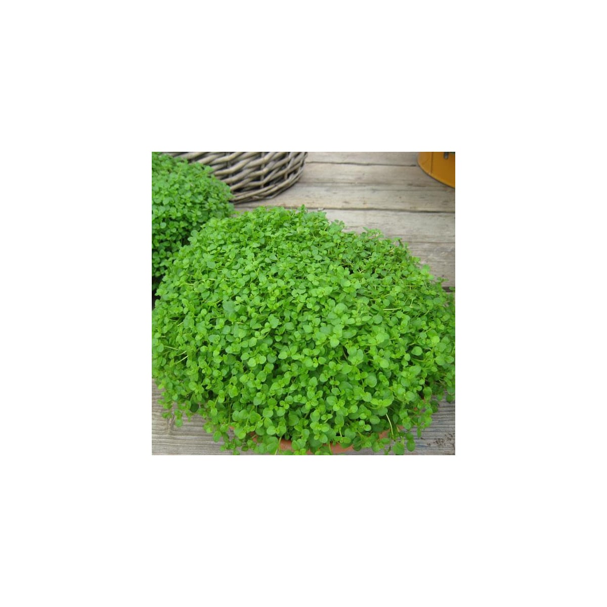 Máta peprná Mini Mint - Mentha piperita - prodej semen - 20 ks