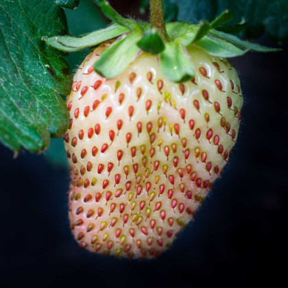 Jahodník Pineberry - Fragaria ananassa - prodej prostokořenných sazenic - 2 ks