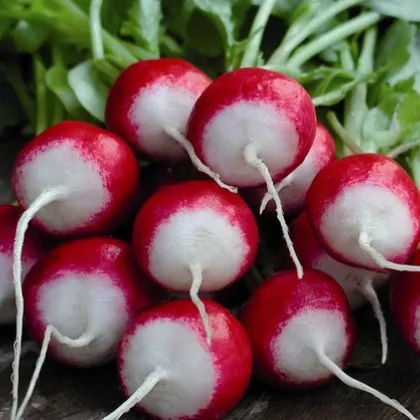 Ředkvička červenobílá - prodej semen ředkvičky - 0,5 gr