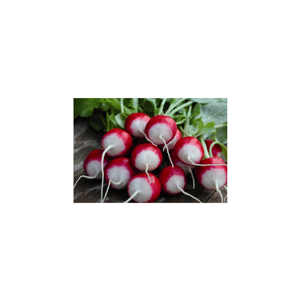 Ředkvička červenobílá - prodej semen ředkvičky - 0,5 gr