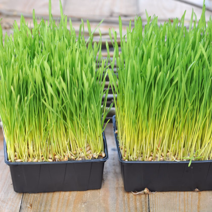 Velikonoční osení - ječmen jarní - prodej semen - 250 g