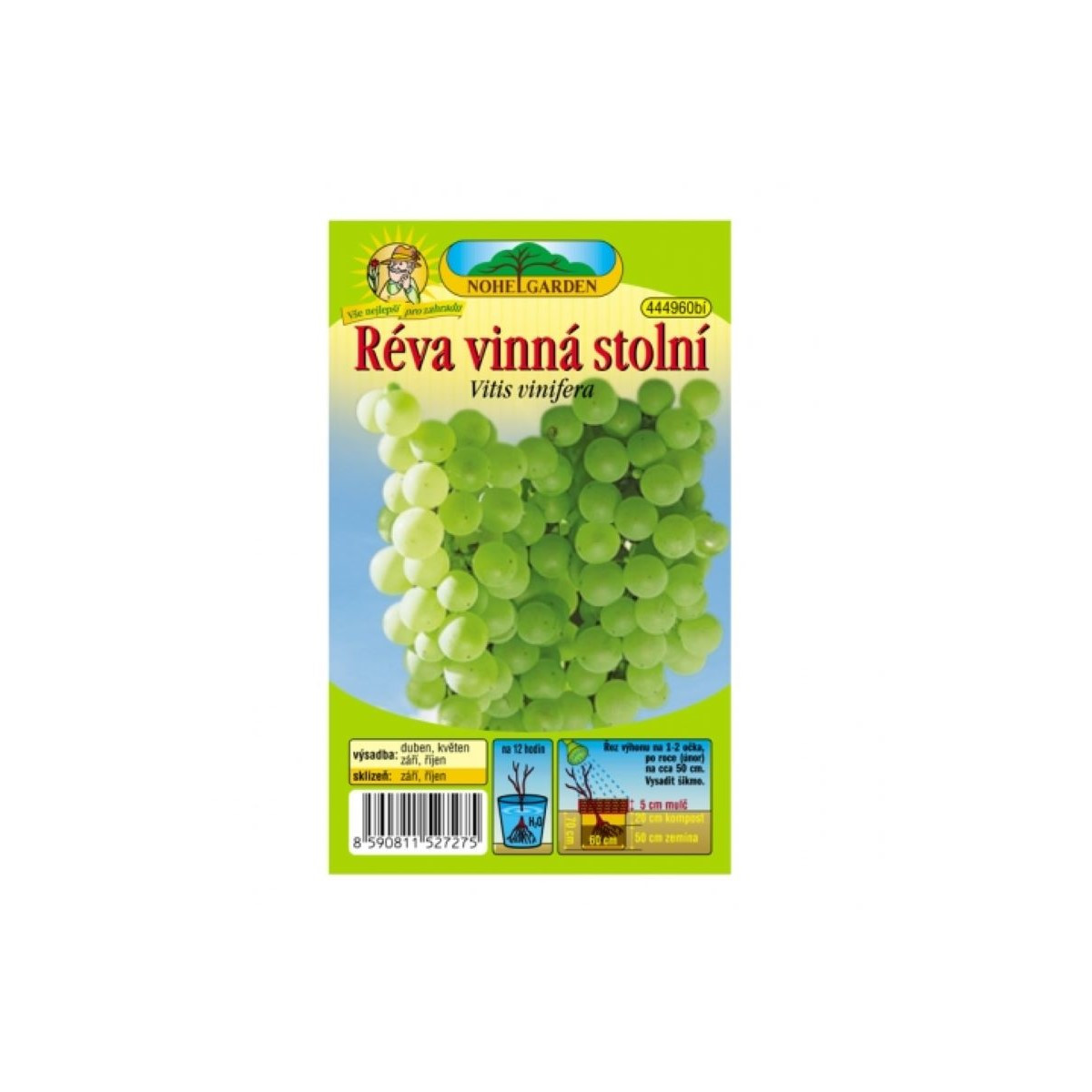 Réva vinná - Vitis vinifera - prodej prostokořenných sazenic - 1 ks
