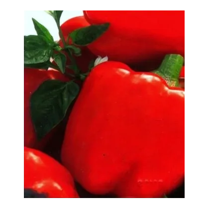 Paprike Merit - prodej semen papriky - Capsicum annuum - 20 ks