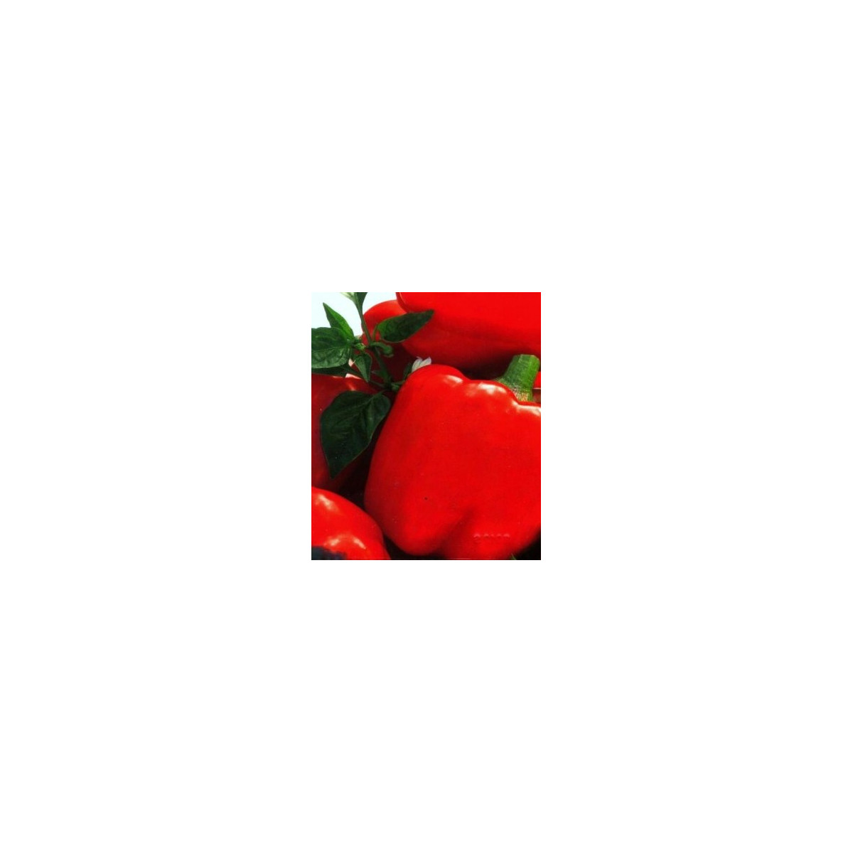 Paprike Merit - prodej semen papriky - Capsicum annuum - 20 ks