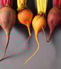 Semena červené řepy Hula Hoop Mix - prodej výsevních pásků - 5 m