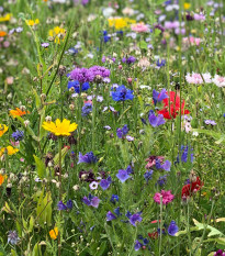 Směs chalupářských květů - prodej výsevních pásků - 5 m