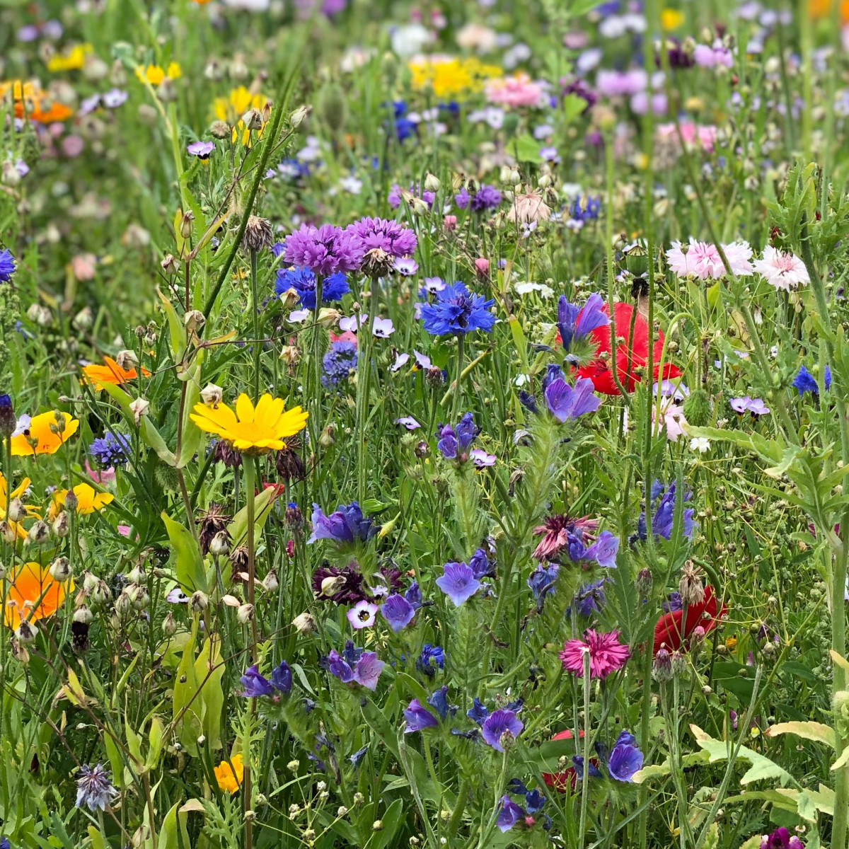 Směs chalupářských květů - prodej výsevních pásků - 5 m