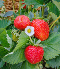 Jahodník stáleplodící Elan F1 - Fragaria ananassa - prodej semen - 10 ks
